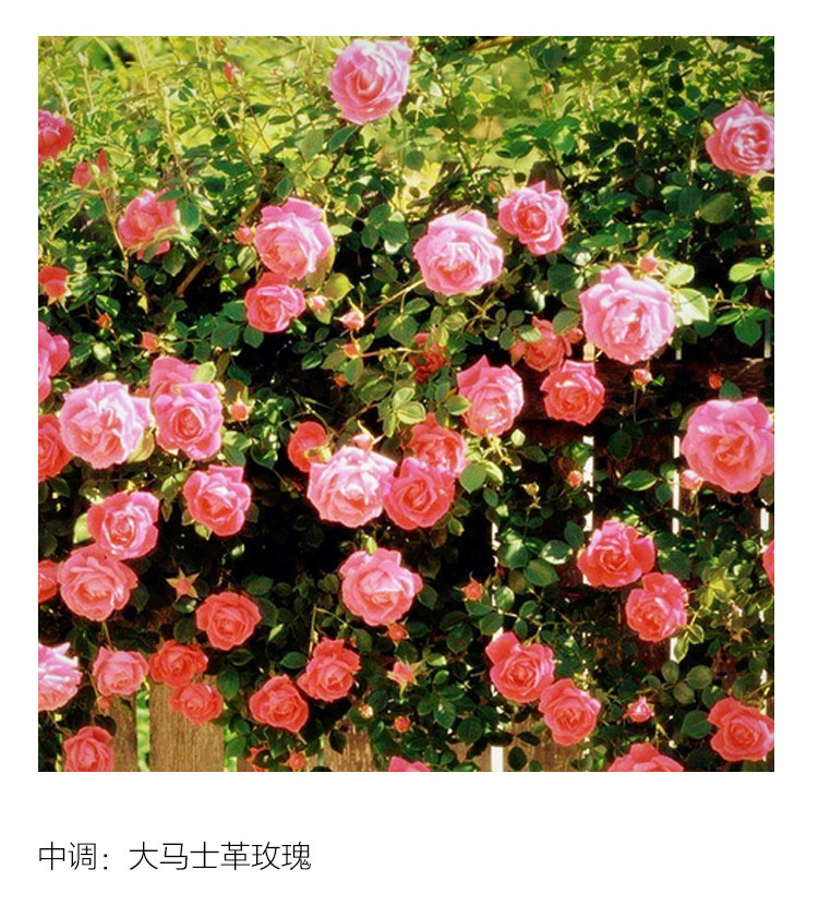 Lancome兰蔻金色殿堂香水75ml