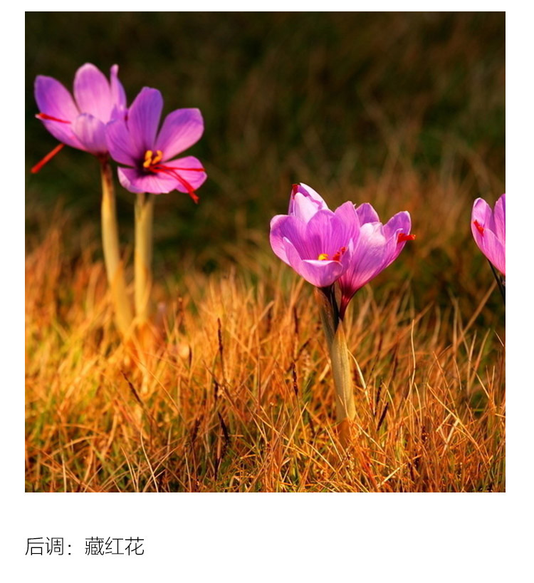 Lancome兰蔻金色殿堂香水75ml
